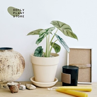 Алоказия белого носорога + Керамика кремово-серая (посажена и отправлена)