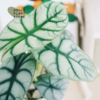 Алоказия белого носорога+Простой пластиковый горшок