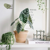 Алоказия белого носорога + Хегги Белая керамика 17 (посажена и отправлена)