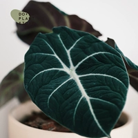 Алоказия Black Swan (только растение) простой пластиковый горшок