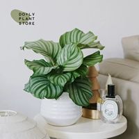 S Green Apple 𬞟фрукты + горшок из гофрированного картона Seawave (доставка после посадки)