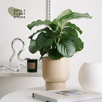 S Green Apple 𬞟fruit+Nefun-L Nordic Powder (посажено и отправлено)