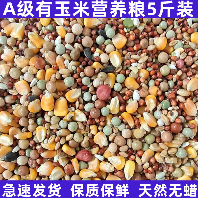 Double-speed A-level pigeon food has corn nutrition competition flying food feed pigeon meat ornamental pigeon bird food 5 catties