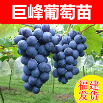 Jufeng grape grafting seedlings Grape saplings South and north potted planting Balcony garden planting fruit tree seedlings