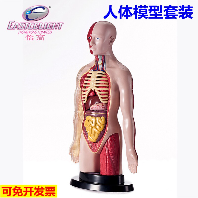 Yigao professional mannequin set body knowledge learning children's medical experimental body anatomy skeleton skeleton