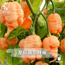 Seed hunter Interstellar Perak Peppers Super permalink Super permalink imported heirlooms Heirloom Savers Potted Balcony Planted