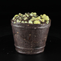 Shi Junzhai Qingtian stone carving small ornaments Zhoucun dragon egg stone grape frozen grape barrel cornucopia ornaments