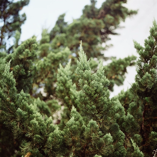 Живопись героем ECN-2 фильма фильма «Берез