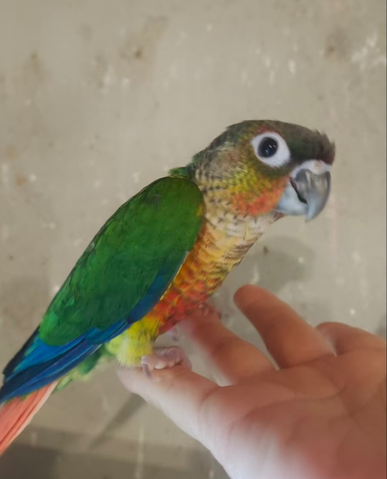 鹦鹉小慧