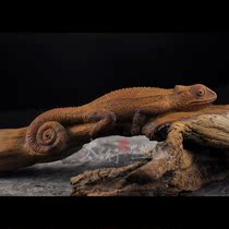  Taihang Soul Cliff Cypress original conformal root carving(lizard)Boutique collection Creative hand-carved art ornaments