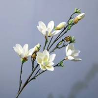 7 -х головой магнолии (белый)