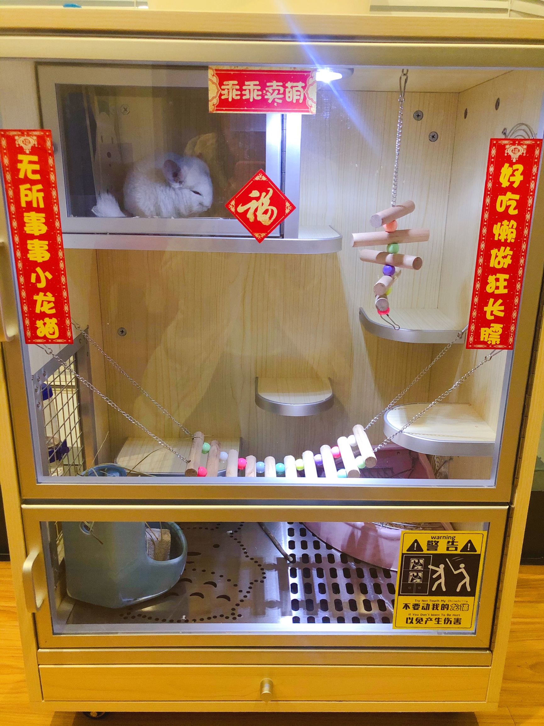 chinchilla pet couple spring couplet