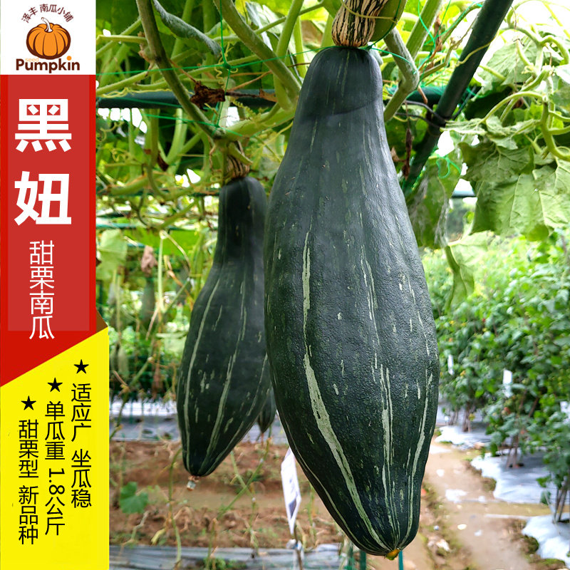 黑妞贵族南瓜种子 金丝栗南瓜种子粉甜板栗南瓜春秋冬播种