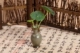 Общая высота набора листьев Lotus Mini Vase составляет около 13 см.