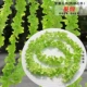 Mô phỏng Wisteria Hoa Chuỗi Mây Trang trí Đám cưới Hoa Douban Lá Cây Hoa Xanh Hoa Vườn Hoa Hoa Trần - Hoa nhân tạo / Cây / Trái cây hoa mai giả