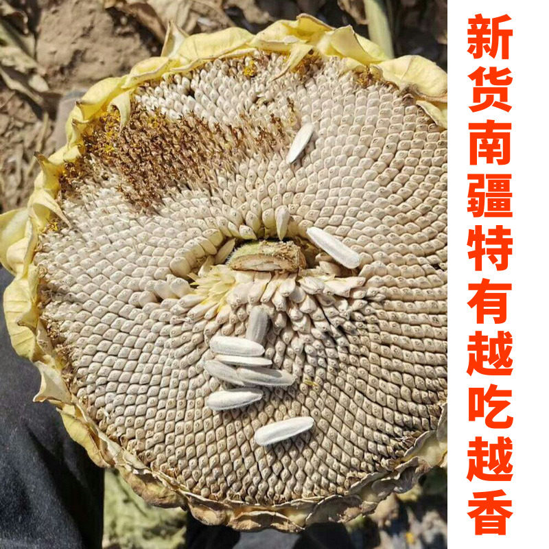 Xinjiang Raw Horse Tooth Sunflower Seed 5 Jin Crescent White Melon Seeds Sunflower New Cargo Large Grain Hair Batch Bulk-Taobao