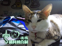 Props Turn-based Meow Ding studio Universal use ten yuan to take pictures to customize cos props Custom-made Custom-made