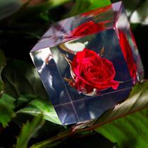 Japan Original Clothing Import Sola Cube Limited Edition Rose Valentines Day Creative Gift Red Rose Specimen Pendulum