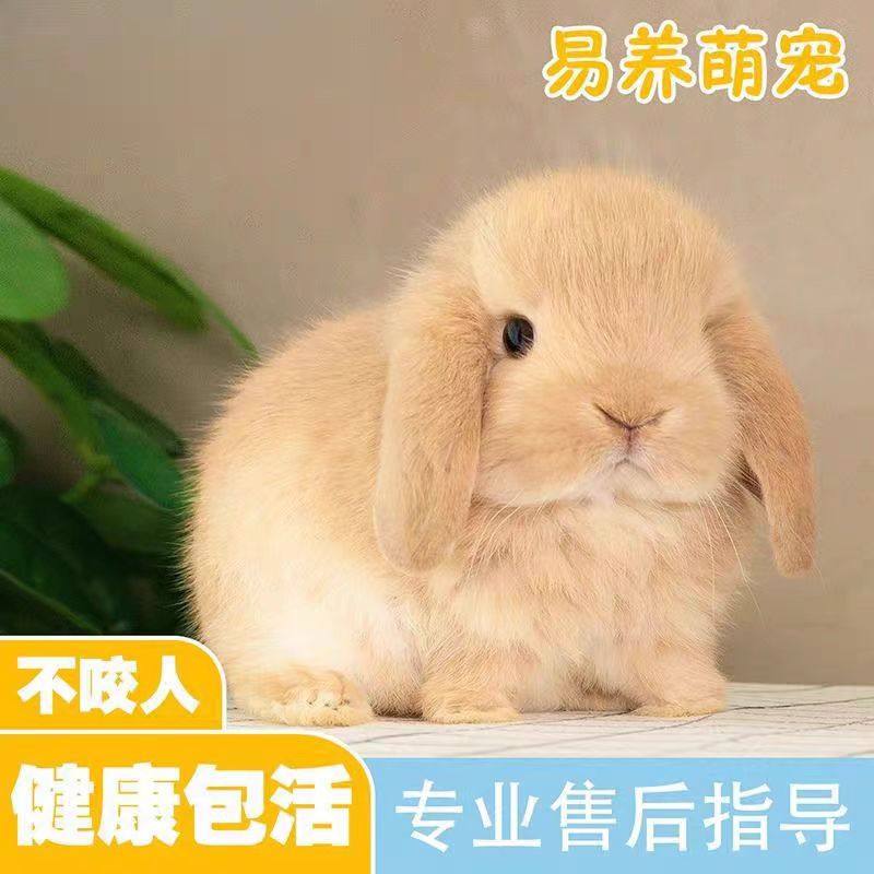 小兔子宠物：2025年最适合养的小型萌宠全解析