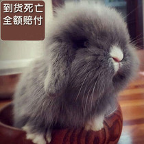 Rabbit living pet rabbit long-eared rabbit lop-eared rabbit living creature small mini long teacup rabbit cat cat Xi Shi rabbit