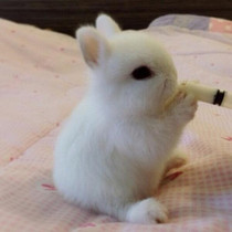 Purebred dwarf rabbit living small mini crabapple tea cup rabbit pet rabbit dormitory rabbit living creature