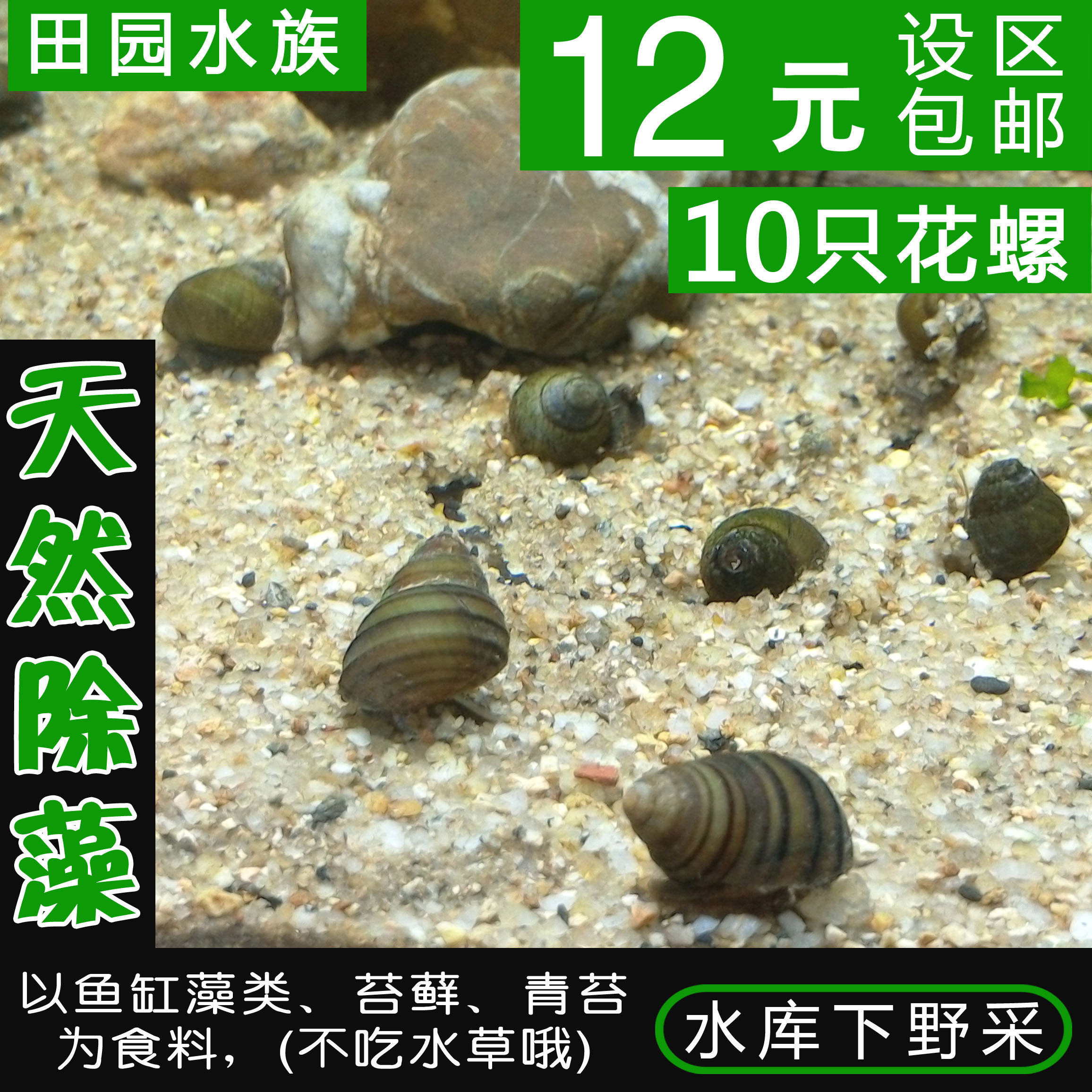 田螺、原生螺、苦螺、龙宫螺、花螺、山坑螺、石螺谁更适合鱼缸清理垃圾除藻吃鱼屎粪？真实测评来了！-螺-淘宝好物网