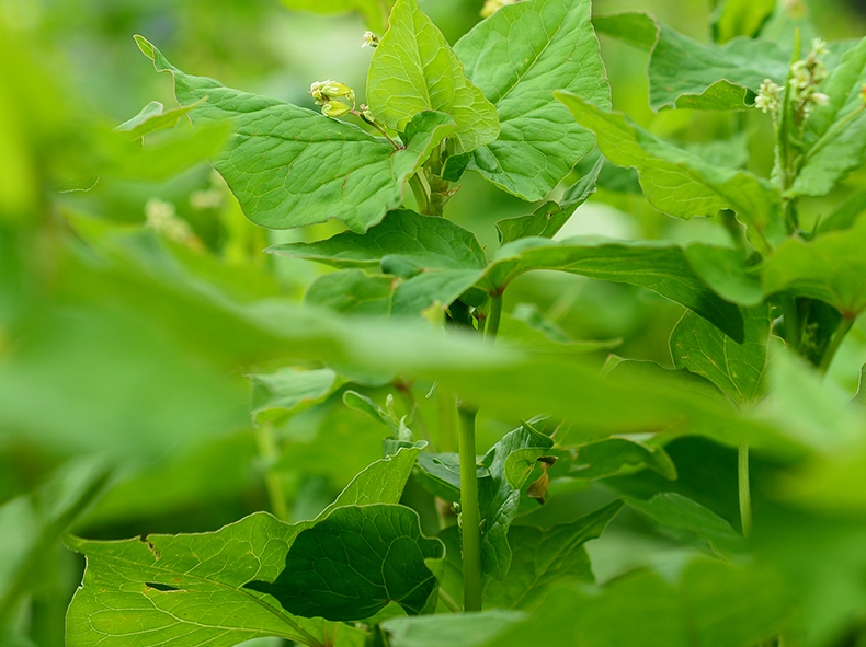 三匠四川大凉山黑苦荞全株茶500g