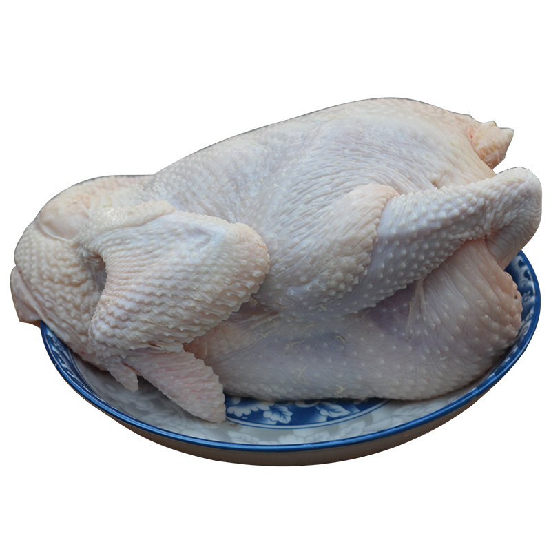 Hainan Wenchang Chicken Coconut chicken Fresh raw and fresh meat Broiler Chickens Old Hen Now Kill Fresh Chai Chicken Grass Chicken Broiler Chicken