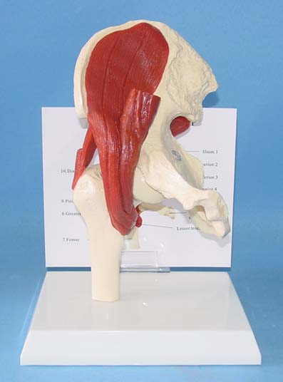 髋关节带肌肉模型 人体骨骼模型 盆骨肌肉模型  骨科教学演示模型