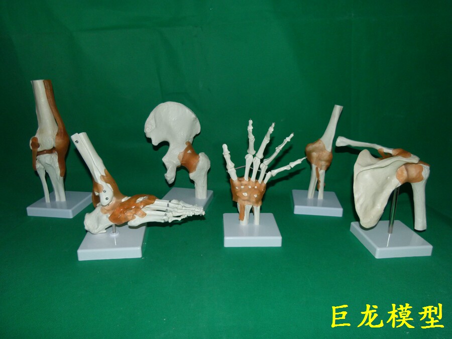 一比一人体六大关节骨骼 骷髅  骨架  教学模型肩肘髋足手膝