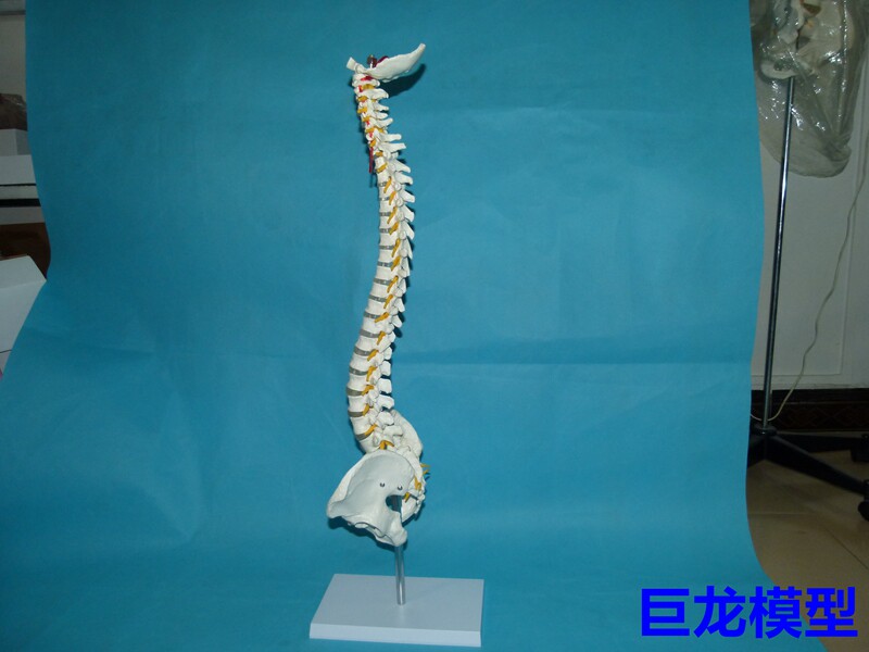 新款脊柱模型人体脊椎1:1脊椎模型带颈椎胸椎尾椎盆骨立式