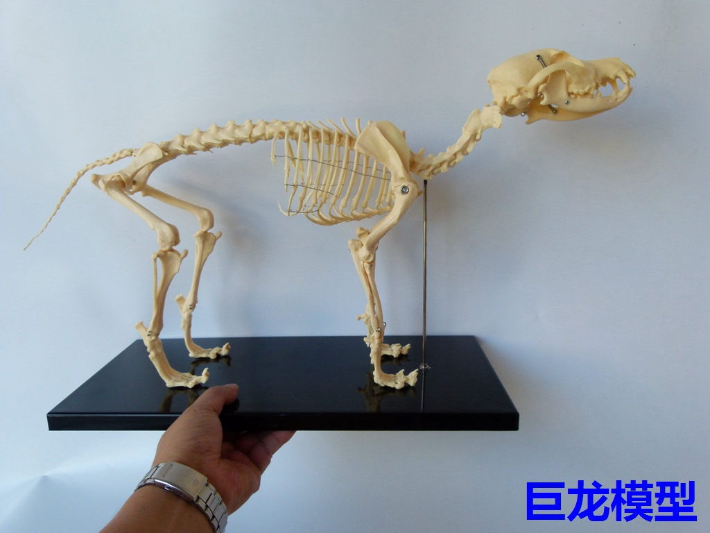 骨科器械狗骨骼標本模型寵物動物狗貓犬教學骨架骨頭骨骼模型 218