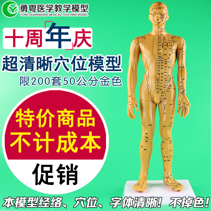 全新刻字工艺金色人体模型 针灸穴位经络模型 50 60CM 字迹超清晰