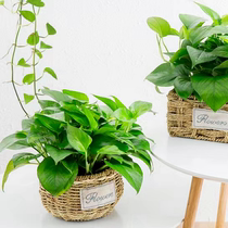 Creative pastoral grass rattan green dill flower pot simple succulent spider orchid butterfly orchid flower pot outer decorative set large flower basket