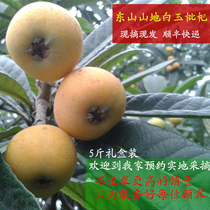 Super sweet Suzhou Dongshan White jade Guanyu fresh loquat fruit 5 kg gift box Non-Yunnan Mengzi pipa net set packaging