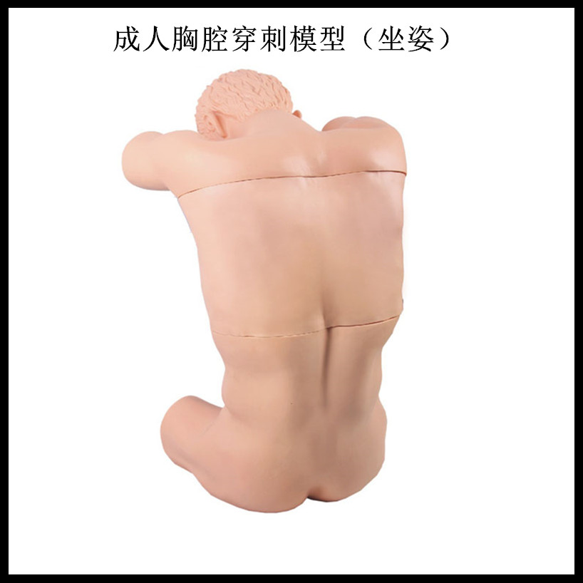 成人胸腔穿刺模型