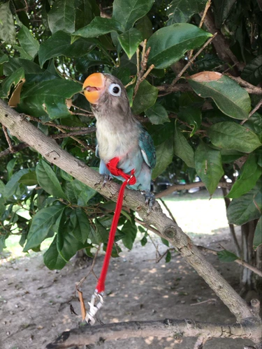 2023 Попугающая веревка Новый модернизированный цветовой металл Регулирующий прялее