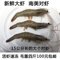 Fresh prawn shrimp Qingdao prawns Qingdao prawns boat frozen prawns sea shrimp 15cm long 20 heads