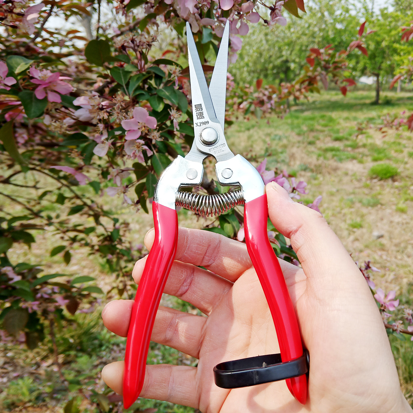 Easy-speed savor cut of grape clippings Fruits Cut of fruits and vegetables Cut fruits and vegetables Cut fruit and cut fruit cut fruit Scissors Fruits