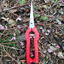 Easy speed XJ903 grilling fruit cutting scented flowers and fruits scissors grape picking stainless steel with serrated fruit cutting