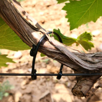 Grape tie branch card kiwi fruit tie branch card tie branch card grape tie branch buckle grape tie card