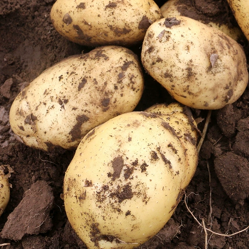 Песчаная картофельная порошковая лапша песчаная клейкая экологическая посадочная кожа такая же тонкая, как бумажные фермеры, жир без выпуклости картофель 500 г