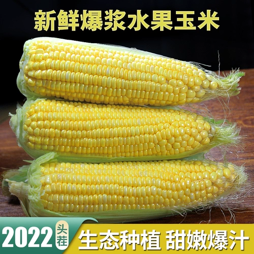 Mi Nong's Fruit Corn Fresh Sweet Sweet Corn Walks теперь собирайте и есть хрустящие сладкие 1,5 кг свежих овощей