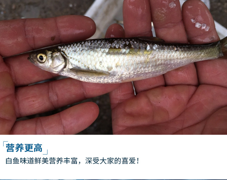 炸着吃的小白鱼!密云水库新鲜打捞 野生生长 1