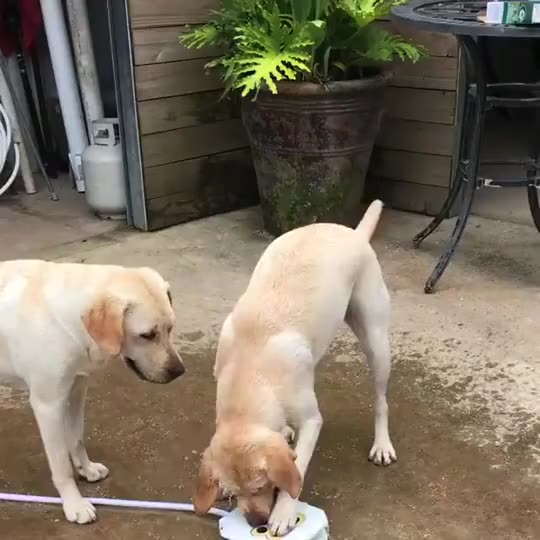 Quicka Automatic Dog Waterer/water Sprinkler Dispenser Fountain For