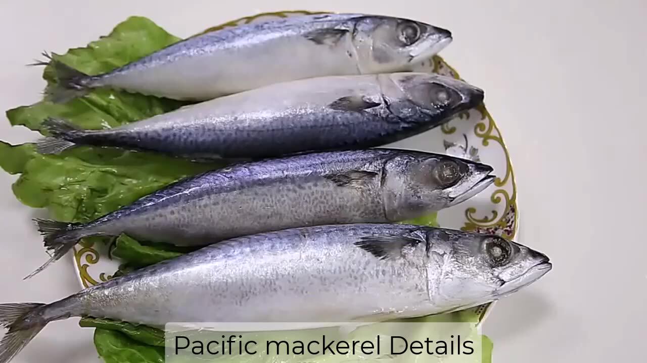 China Export Frozen Fish Suppliers Bqf Whole Round Frozen Pacifated