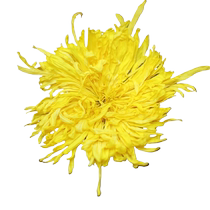 A new flower golden chrysanthemum a cup of yellow chrysanthemum large chrysanthemum tea