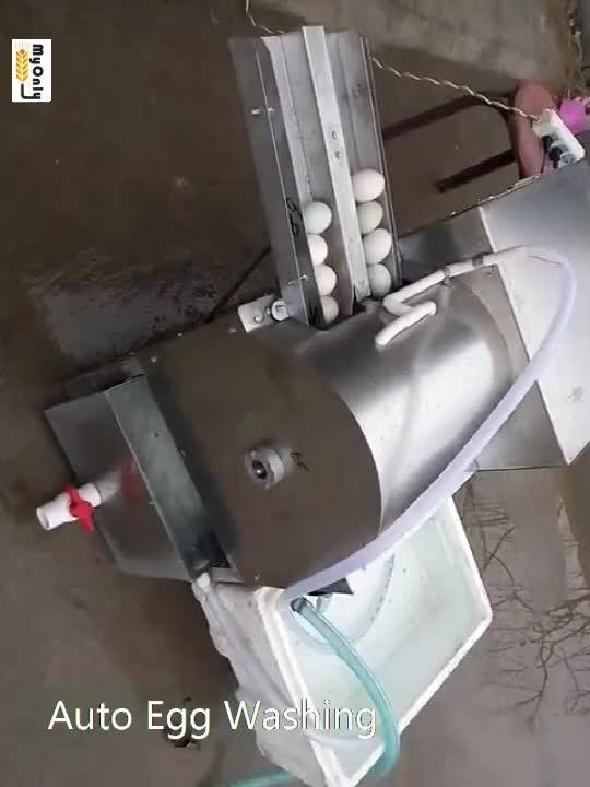 Small Size Egg Washer Machine For Sale 35004000 Eggs/h Buy Egg
