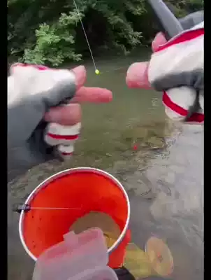 Stream small things float small things float White bars wheat ears milk Crucian carp drift small male fish Brother Xi flat head short feet light mouth mark