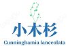 小木杉美妆店的LOGO